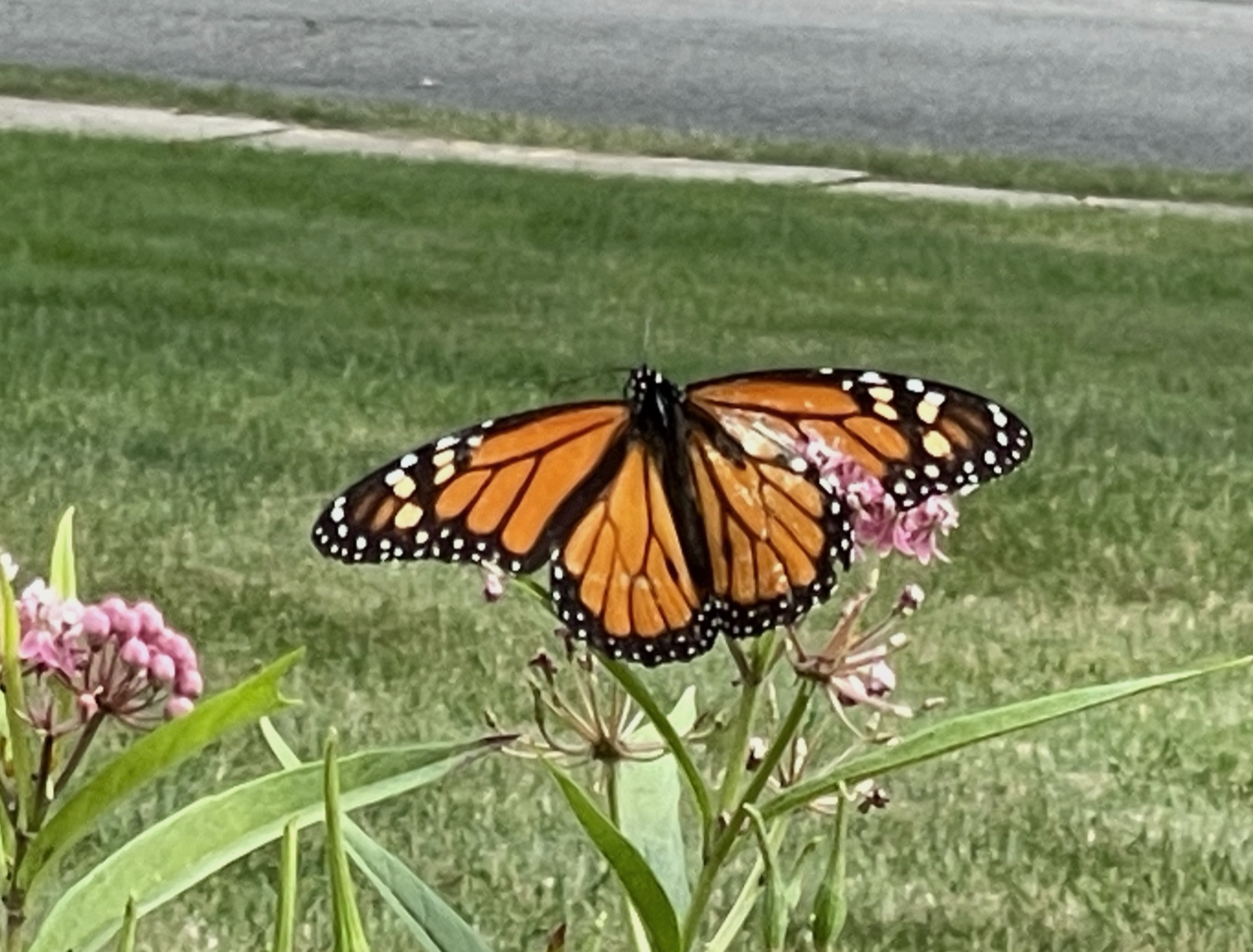 Free Webinar: “Landscaping for a Healthy Environment” to be Hosted by Great Swamp Watershed Association - InsiderNJ